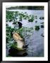 Alligator Being Fed, Everglades National Park, Usa by Peter Ptschelinzew Limited Edition Print