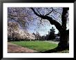 Cherry Trees In Bloom, University Of Washington, Seattle, Washington, Usa by Jamie & Judy Wild Limited Edition Print