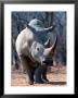 White Square-Lipped Rhino, Namibia by Claudia Adams Limited Edition Print