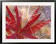 Fireweed And Wild Barley In Denali National Park, Alaska, Usa by Darrell Gulin Limited Edition Print