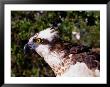 Osprey (Pandion Haliaetus) In Florida Keys, Usa by Lee Foster Limited Edition Pricing Art Print