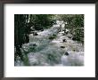 Water Cascading Down A Forest Creek by Marc Moritsch Limited Edition Print