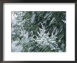 Blowing Snow During A Storm Blankets Evergreen Branches by Bill Curtsinger Limited Edition Pricing Art Print