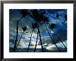 Coconut Trees At Sunset, Lahaina, Usa by Holger Leue Limited Edition Pricing Art Print