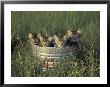 Maine Coon And Tabby Kittens, Florida, Usa by Maresa Pryor Limited Edition Print