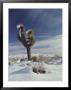 A Rare Snowfall On A Beaked Yucca Plant And The Mojave Desert by Gordon Wiltsie Limited Edition Print