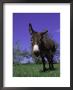 Donkey by Lynn M. Stone Limited Edition Print