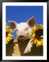 Pig With Sunflowers In Bushel by Lynn M. Stone Limited Edition Print
