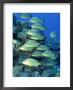 School Of Bluestripped Grunts, Cozumel, Mexico by David Mechlin Limited Edition Pricing Art Print