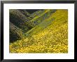 Temblor Range, Overlapping Hills In Fog, Kern County, California, Usa by Terry Eggers Limited Edition Print