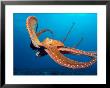 Day Octopus, Near Kona, Big Island, Hawaii, Usa by Stuart Westmoreland Limited Edition Print