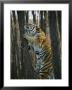 A Male Siberian Tiger Scales A Tree To Reach The Skin Of A Wild Boar by Marc Moritsch Limited Edition Print