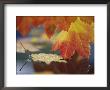 Close-Up Of Autumn Vine Maple Leaves Reflecting In Pool Of Water, Bellingham, Washington, Usa by Steve Satushek Limited Edition Print