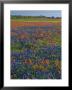 Field Of Texas Blue Bonnets And Indian Paintbrush, Texas Hill Country, Texas, Usa by Darrell Gulin Limited Edition Pricing Art Print