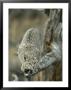Lynx On Branch by Norbert Rosing Limited Edition Print