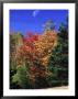 Autumn Trees With Moon, Vermont by Russell Burden Limited Edition Print