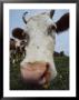 Nose Of A Cow by Fogstock Llc Limited Edition Print