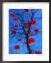 Chinese Lanterns Hanging From Trees In Tivoli Gardens, Copenhagen, Denmark by Izzet Keribar Limited Edition Print