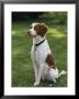 Portrait Of A Brittany Spaniel by Paul Damien Limited Edition Pricing Art Print