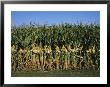 Feed Corn Is Husked While On The Stalk For A Presentation by Paul Damien Limited Edition Print