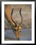Impala Taking A Drink With A Red-Billed Oxpecker by Beverly Joubert Limited Edition Pricing Art Print