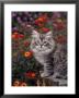 Domestic Cat Sitting On Stump Near Flowers by Richard Stacks Limited Edition Print
