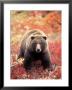 Female Grizzly Bear Foraging Red Alpine Blueberries, Denali National Park, Alaska, Usa by Hugh Rose Limited Edition Print