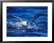 A Shy Albatross Running On Water To Take Off Into Flight, This Species Is Considered Vulnerable by Jason Edwards Limited Edition Print