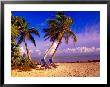 Palm Trees And Beach Chairs, Florida Keys, Florida, Usa by Terry Eggers Limited Edition Print