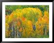 Autumn Aspens In Kebler Pass, Colorado, Usa by Julie Eggers Limited Edition Print