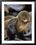 A Northern Fur Seal Pup Nuzzles Its Mother by Joel Sartore Limited Edition Pricing Art Print