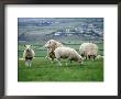 Sheep Grazing In A Pasture by Michele Burgess Limited Edition Print