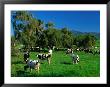 Dairy Cattle Grazing On Property Between Towns Of Berry And Kiama, New South Wales, Australia by Barnett Ross Limited Edition Print