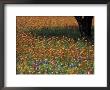 Paintbrush And Tree Trunk, Hill Country, Texas, Usa by Darrell Gulin Limited Edition Print