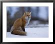 Red Fox, Vulpes Vulpes, Churchill, Manitoba, Canada, North America by Thorsten Milse Limited Edition Print