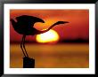 Silhouette Of Great Blue Heron Stretching Neck At Sunset, Fort De Soto Park, St. Petersburg by Arthur Morris. Limited Edition Print