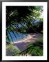 Tropical Foliage And Beach, Seychelles by Nik Wheeler Limited Edition Print