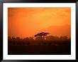 Wildebeest (Connochaetes Taurinus) Running At Sunset, Amboseli National Park, Kenya by Ariadne Van Zandbergen Limited Edition Print