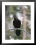 A Common Raven Calls Out While Perched On A Branch by Tom Murphy Limited Edition Print