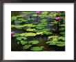 Water Lily Garden At The Le Meridien Hotel by Walter Bibikow Limited Edition Pricing Art Print