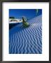 Rippled White Sand Dune With Plants Pushing Through, White Sands National Monument, Usa by Carol Polich Limited Edition Print