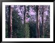 Mountain Ash And Rainforest Understorey In The Styx Valley, Tasmania, Australia by Grant Dixon Limited Edition Print