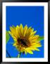 Sunflower In Blue Sky, Seattle, Washington, Usa by Terry Eggers Limited Edition Pricing Art Print