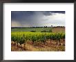 Vineyard And Tree-Lined Gravel Road, Montepulciano, Tuscany, Italy by Robert Eighmie Limited Edition Print