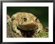 American Toad On Log, Eastern Usa by Maresa Pryor Limited Edition Print