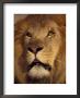 Closeup Of A Male Lion, South Africa by Stuart Westmoreland Limited Edition Print