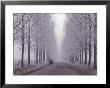 Wagon On Misty And Icy Road, Suceava County, Romania by Gavriel Jecan Limited Edition Print