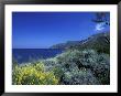 Broom Flowers And The Mediterranean Sea, Sicily, Italy by Michele Molinari Limited Edition Print