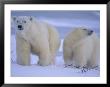 Polar Bear Mother And Cub In Churchill, Manitoba, Canada by Theo Allofs Limited Edition Print