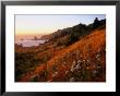 Morning Light Over Mushrooms In Cape Ferrelo, Boardman State Park, Brookings, Usa by Brent Winebrenner Limited Edition Print